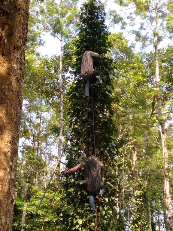 Bed and Breakfast Jungle Jive Tree House Munnar Exteriér fotografie